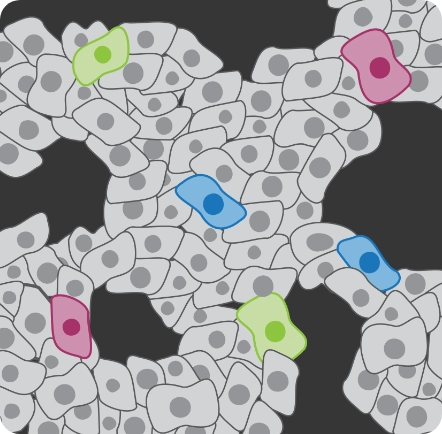 Genetic Toxicology